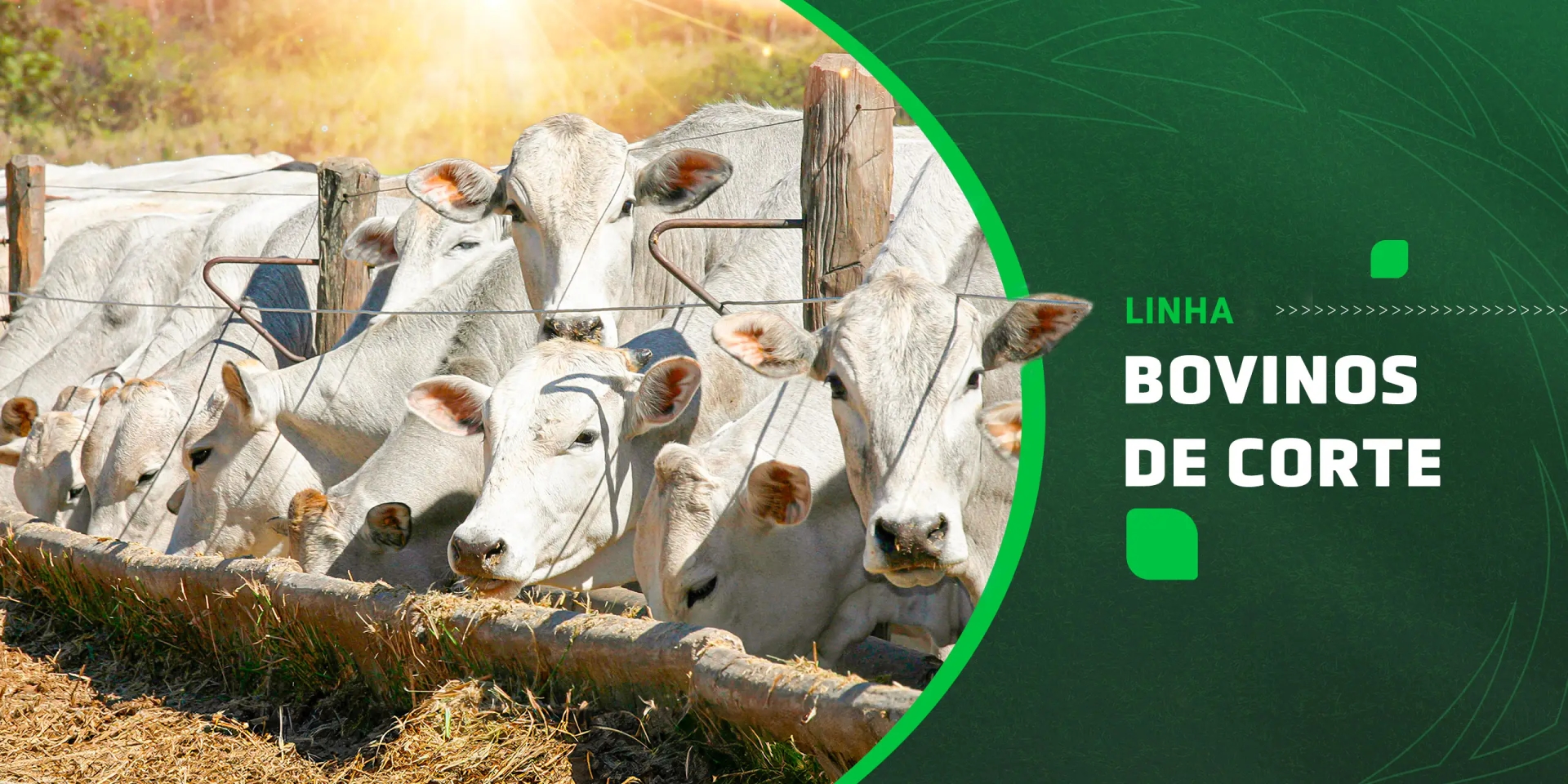 Bovinos de Corte