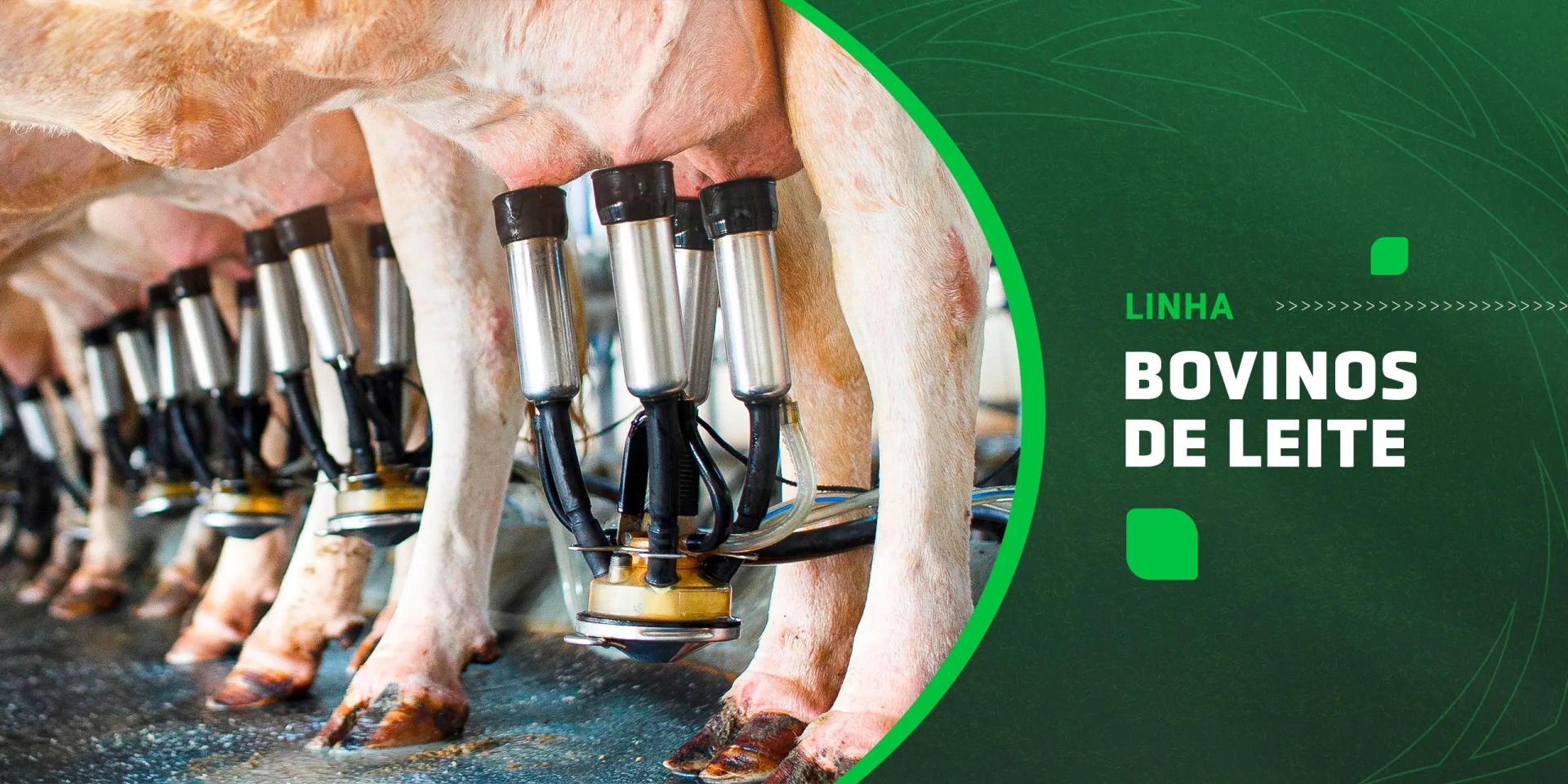 Bovinos Leite