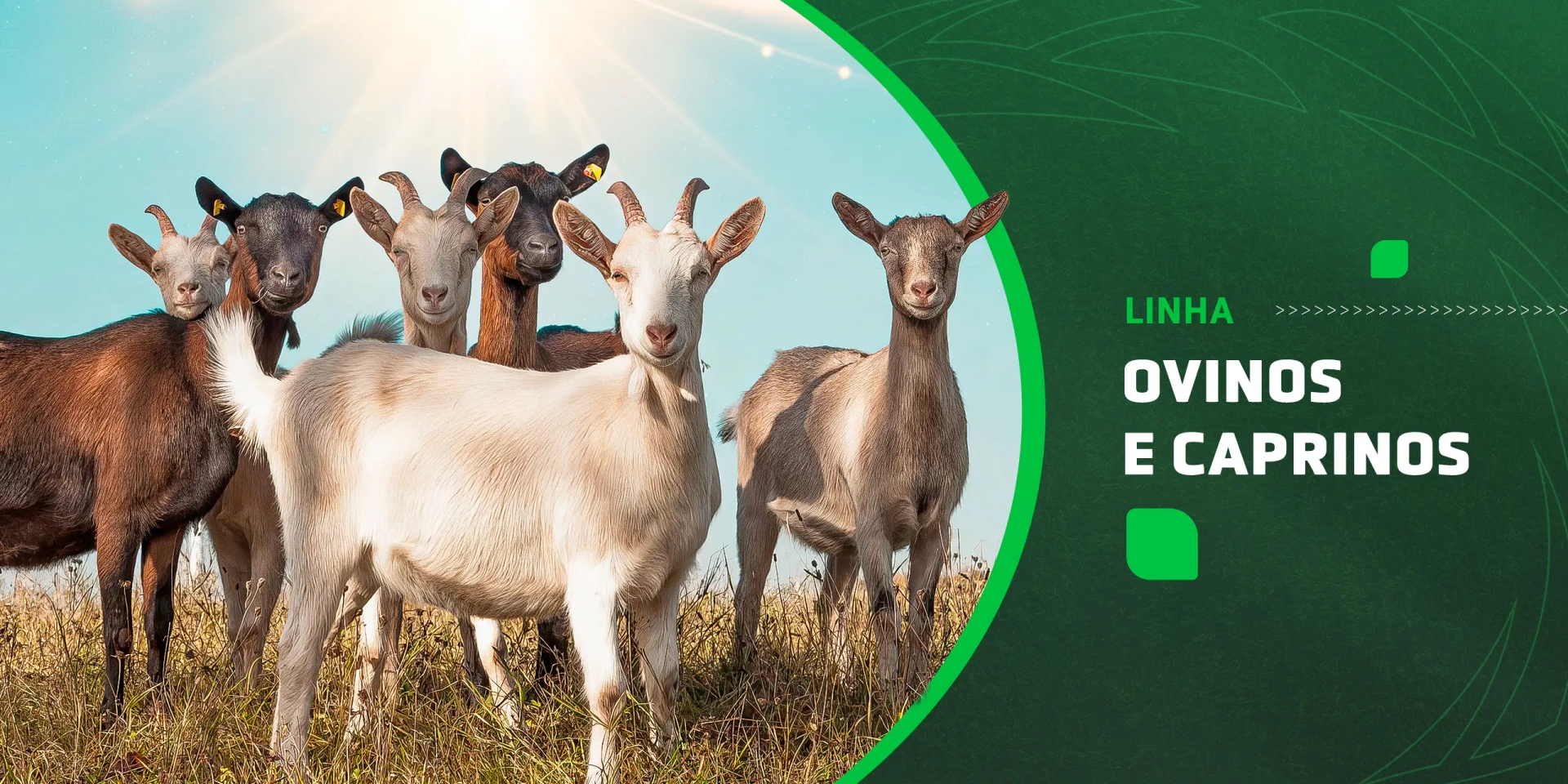 Ovinos e Caprinos
